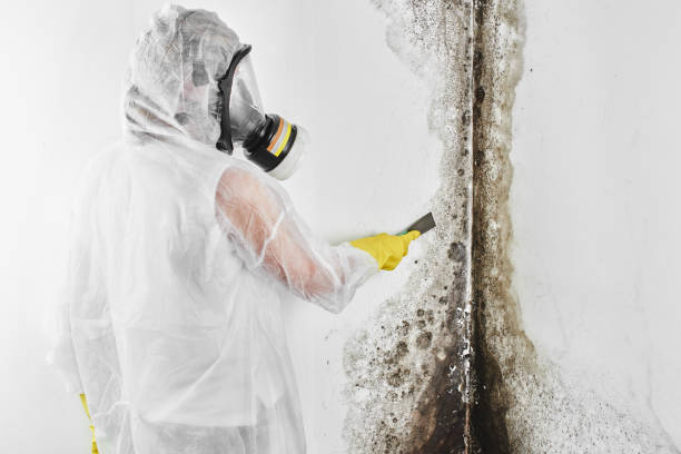 Trusted Horse Pasture, VA Mold Removal Experts