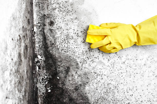 Best Mold Removal Specialists  in Horse Pasture, VA
