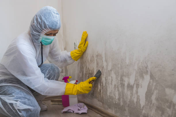 Best Residential Mold Removal  in Horse Pasture, VA