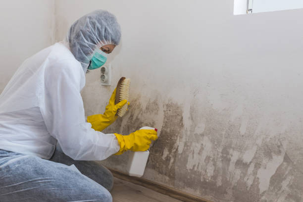 Best Commercial Mold Removal  in Horse Pasture, VA