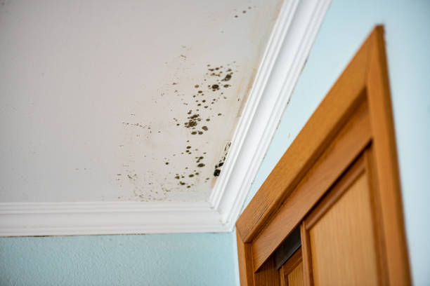 Best Best Mold Removal Companies  in Horse Pasture, VA
