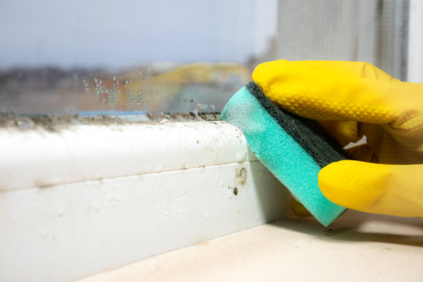 Best Attic Mold Removal  in Horse Pasture, VA