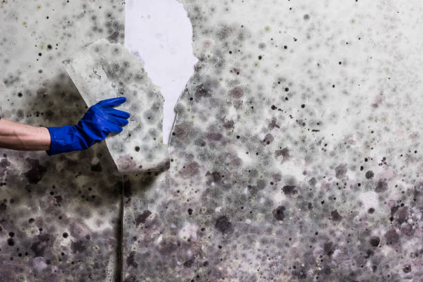 Best Affordable Mold Removal  in Horse Pasture, VA