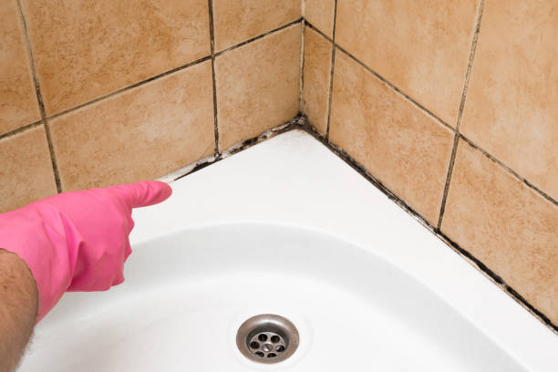 Best Best Mold Removal Companies  in Horse Pasture, VA